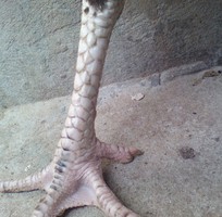 6 Gà chọi ô chuối chân 3 hàng vảy