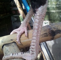 7 Gà chọi ô chuối chân 3 hàng vảy