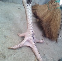 8 Gà chọi ô chuối chân 3 hàng vảy