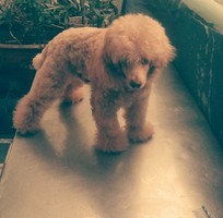 1 Phối giống poodle  ,