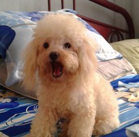 2 Phối giống poodle  ,