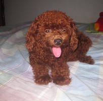 3 Phối giống poodle  ,