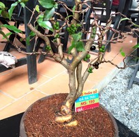 Nho thân gỗ bonsai giá rẻ HCM
