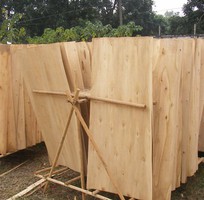 Thu mua ván bóc, gỗ keo, gỗ bạch đàn số lượng lớn
