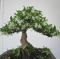 Cung cấo bonsai mai chiếu thủy chất lượng giá cạnh tranh TPHCM