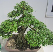 1 Cung cấo bonsai mai chiếu thủy chất lượng giá cạnh tranh TPHCM