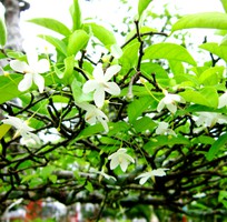 3 Cung cấo bonsai mai chiếu thủy chất lượng giá cạnh tranh TPHCM