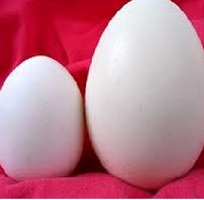 2 Trứng ngỗng sạch - trứng ngỗng quê