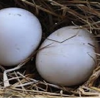 3 Trứng ngỗng sạch - trứng ngỗng quê