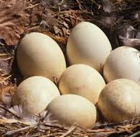 4 Trứng ngỗng sạch - trứng ngỗng quê