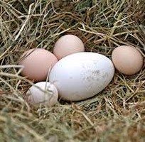 7 Trứng ngỗng sạch - trứng ngỗng quê