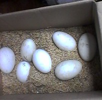 9 Trứng ngỗng sạch - trứng ngỗng quê
