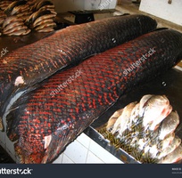 1 Cung cấp hải sản độc lạ  các loại cá thủy sản tươi sống quý hiếm