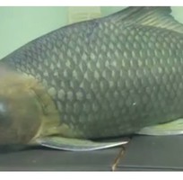 3 Cung cấp hải sản độc lạ  các loại cá thủy sản tươi sống quý hiếm 3 Cung cấp hải sản độc lạ  các loại cá thủy sản tươi sống quý hiếm