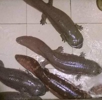 6 Cung cấp hải sản độc lạ  các loại cá thủy sản tươi sống quý hiếm