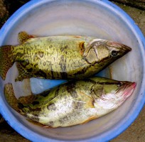 9 Cung cấp hải sản độc lạ  các loại cá thủy sản tươi sống quý hiếm
