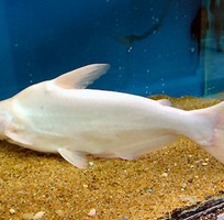 10 Cung cấp hải sản độc lạ  các loại cá thủy sản tươi sống quý hiếm 10 Cung cấp hải sản độc lạ  các loại cá thủy sản tươi sống quý hiếm