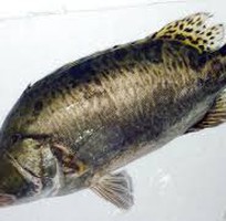 11 Cung cấp hải sản độc lạ  các loại cá thủy sản tươi sống quý hiếm 11 Cung cấp hải sản độc lạ  các loại cá thủy sản tươi sống quý hiếm