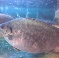 12 Cung cấp hải sản độc lạ  các loại cá thủy sản tươi sống quý hiếm 12 Cung cấp hải sản độc lạ  các loại cá thủy sản tươi sống quý hiếm