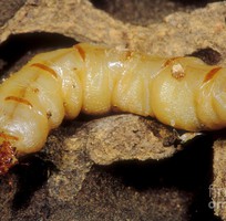 Diệt mối tận gốc tại Quảng Ngãi