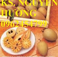 Cung cấp cây giống hồng xiêm xuân đỉnh, kỹ thuật trồng và chăm sóc hồng xiêm cho năng suất cao