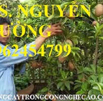 1 Cung cấp cây giống hồng xiêm xuân đỉnh, kỹ thuật trồng và chăm sóc hồng xiêm cho năng suất cao
