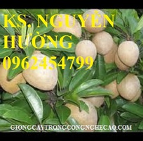 2 Cung cấp cây giống hồng xiêm xuân đỉnh, kỹ thuật trồng và chăm sóc hồng xiêm cho năng suất cao