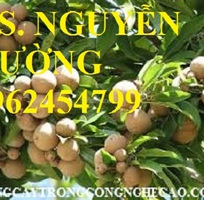 3 Cung cấp cây giống hồng xiêm xuân đỉnh, kỹ thuật trồng và chăm sóc hồng xiêm cho năng suất cao