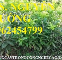 4 Cung cấp cây giống hồng xiêm xuân đỉnh, kỹ thuật trồng và chăm sóc hồng xiêm cho năng suất cao