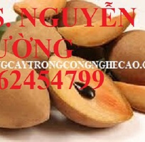 6 Cung cấp cây giống hồng xiêm xuân đỉnh, kỹ thuật trồng và chăm sóc hồng xiêm cho năng suất cao