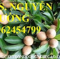 5 Cung cấp cây giống hồng xiêm xuân đỉnh, kỹ thuật trồng và chăm sóc hồng xiêm cho năng suất cao