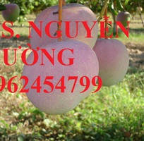 Cung cấp cây giống xoài cát, xoài úc, xoài tím, cây giống chất lượng năng suất cao, giao cây toàn