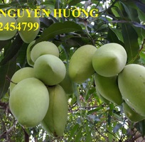 1 Cung cấp cây giống xoài cát, xoài úc, xoài tím, cây giống chất lượng năng suất cao, giao cây toàn