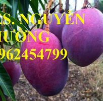 2 Cung cấp cây giống xoài cát, xoài úc, xoài tím, cây giống chất lượng năng suất cao, giao cây toàn
