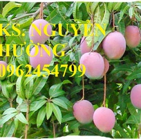 3 Cung cấp cây giống xoài cát, xoài úc, xoài tím, cây giống chất lượng năng suất cao, giao cây toàn
