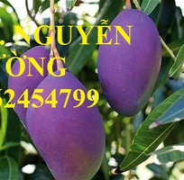 4 Cung cấp cây giống xoài cát, xoài úc, xoài tím, cây giống chất lượng năng suất cao, giao cây toàn