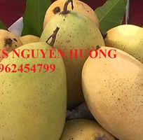 5 Cung cấp cây giống xoài cát, xoài úc, xoài tím, cây giống chất lượng năng suất cao, giao cây toàn