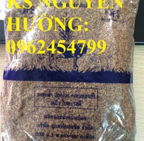 Cung cấp giống cỏ Ubon Paspalum, cỏ chịu ngập, cỏ chịu nước, hạt giống cỏ chịu ngập, giao cây toàn