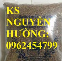 1 Cung cấp giống cỏ Ubon Paspalum, cỏ chịu ngập, cỏ chịu nước, hạt giống cỏ chịu ngập, giao cây toàn