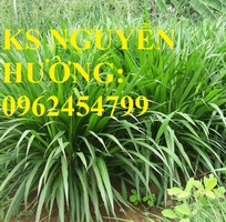 2 Cung cấp giống cỏ Ubon Paspalum, cỏ chịu ngập, cỏ chịu nước, hạt giống cỏ chịu ngập, giao cây toàn