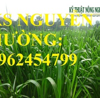 3 Cung cấp giống cỏ Ubon Paspalum, cỏ chịu ngập, cỏ chịu nước, hạt giống cỏ chịu ngập, giao cây toàn