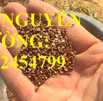 4 Cung cấp giống cỏ Ubon Paspalum, cỏ chịu ngập, cỏ chịu nước, hạt giống cỏ chịu ngập, giao cây toàn