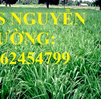 5 Cung cấp giống cỏ Ubon Paspalum, cỏ chịu ngập, cỏ chịu nước, hạt giống cỏ chịu ngập, giao cây toàn