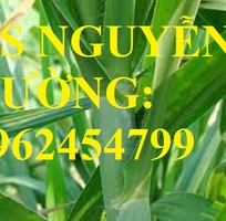 9 Cung cấp cỏ sả, cỏ ghine, cỏ chăn nuôi, hạt giống nhập khẩu cho năng suất cao, giao hàng toàn quốc