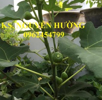 Cung cấp cây giống sung mỹ, sung ngọt, kỹ thuật trồng sung mỹ cho năng suất cao, giao cây toàn quốc