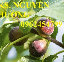 1 Cung cấp cây giống sung mỹ, sung ngọt, kỹ thuật trồng sung mỹ cho năng suất cao, giao cây toàn quốc