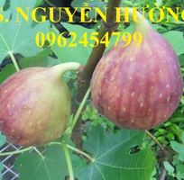 2 Cung cấp cây giống sung mỹ, sung ngọt, kỹ thuật trồng sung mỹ cho năng suất cao, giao cây toàn quốc