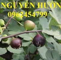 4 Cung cấp cây giống sung mỹ, sung ngọt, kỹ thuật trồng sung mỹ cho năng suất cao, giao cây toàn quốc