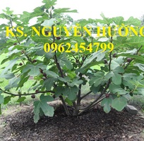 5 Cung cấp cây giống sung mỹ, sung ngọt, kỹ thuật trồng sung mỹ cho năng suất cao, giao cây toàn quốc