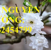 Cung cấp cây giống đào bạch, cây giống đào trắng, địa chỉ cung cấp cây chất lượng - giao cây toàn q